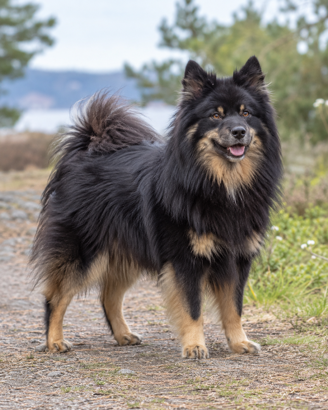 135-swedish-lapphund-ai-generated