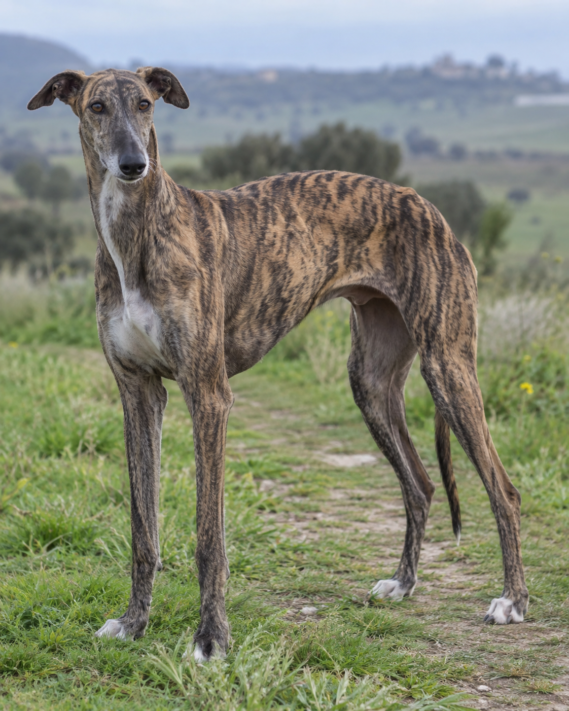 285-spanish-greyhound-ai-generated