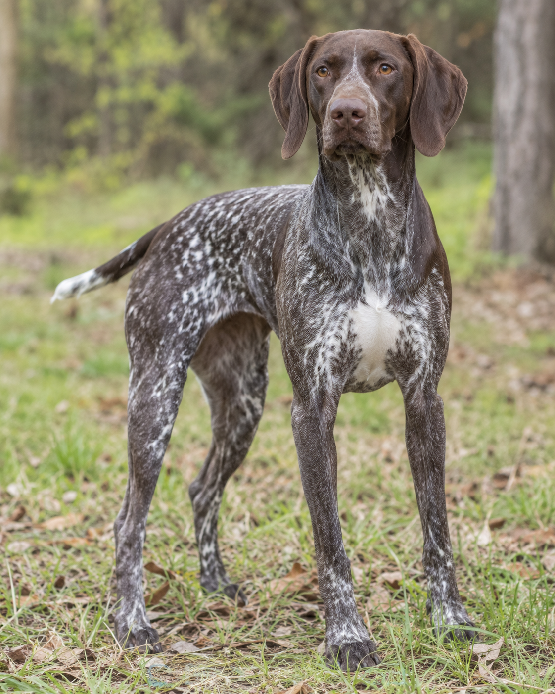 119-german-short-haired-pointing-dog-ai-generated