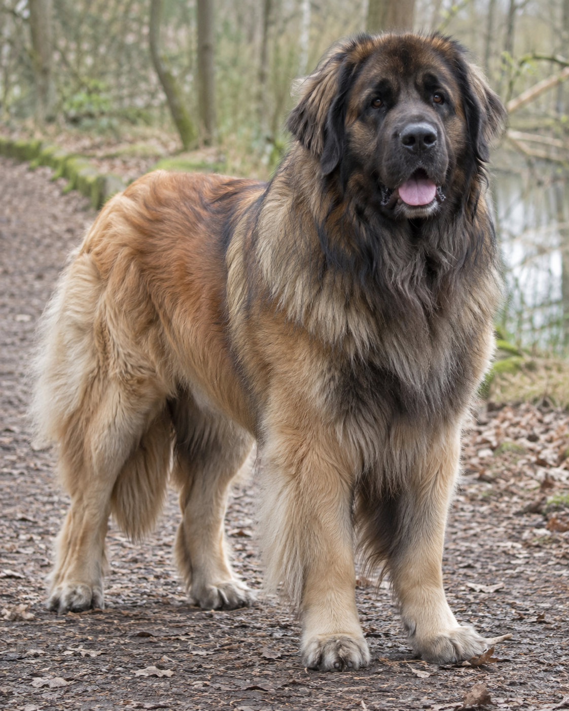 145-leonberger-ai-generated