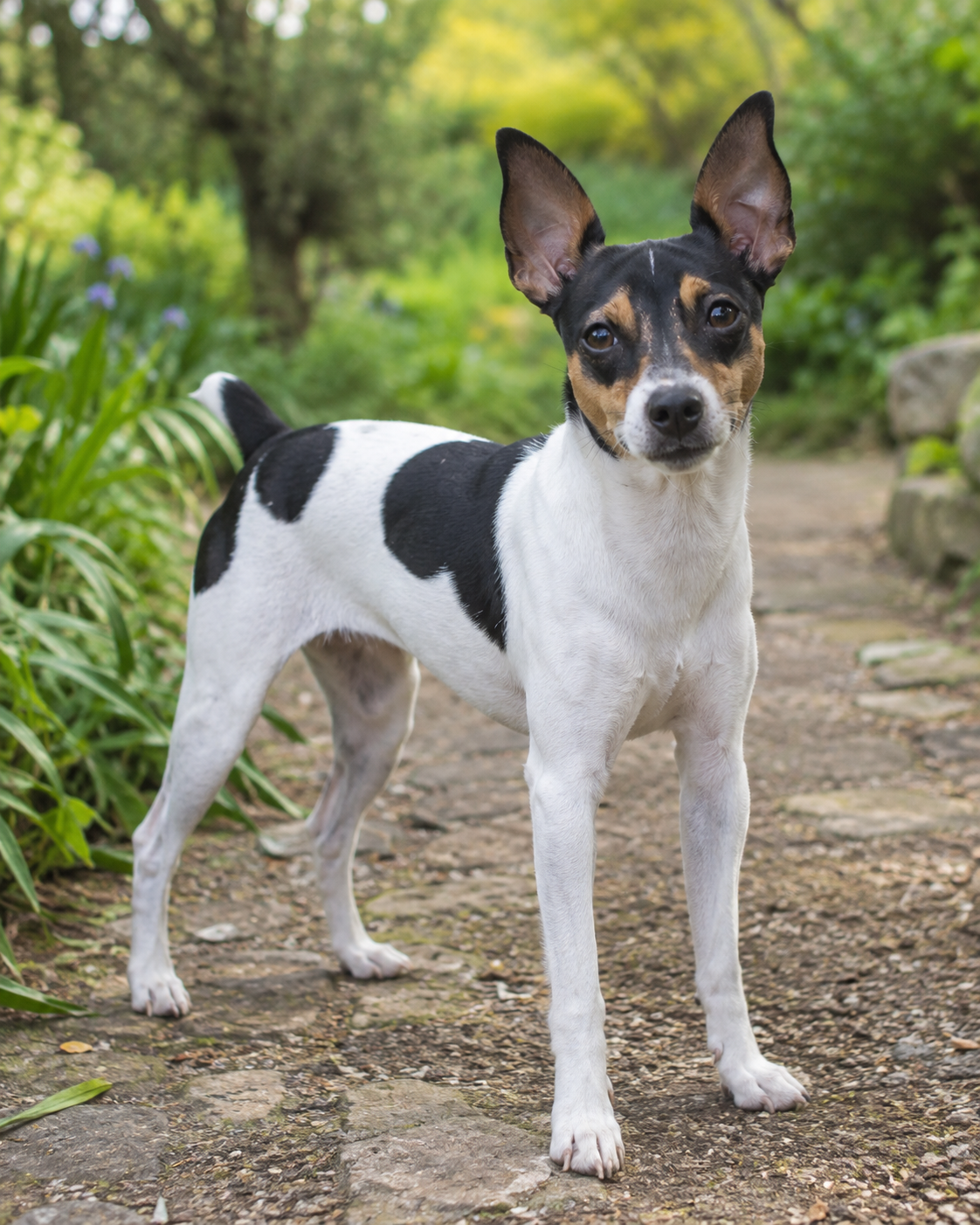341-brazilian-terrier-ai-generated