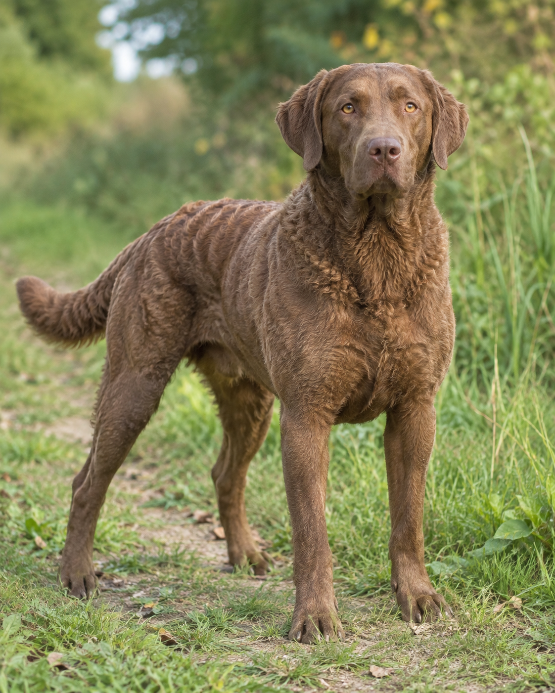 263-chesapeake-bay-retriever-ai-generated