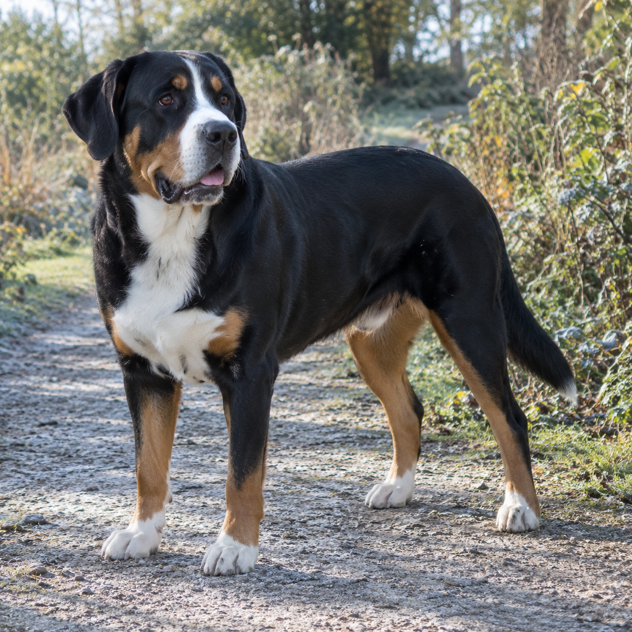 58-greater-swiss-mountain-dog-ai-generated