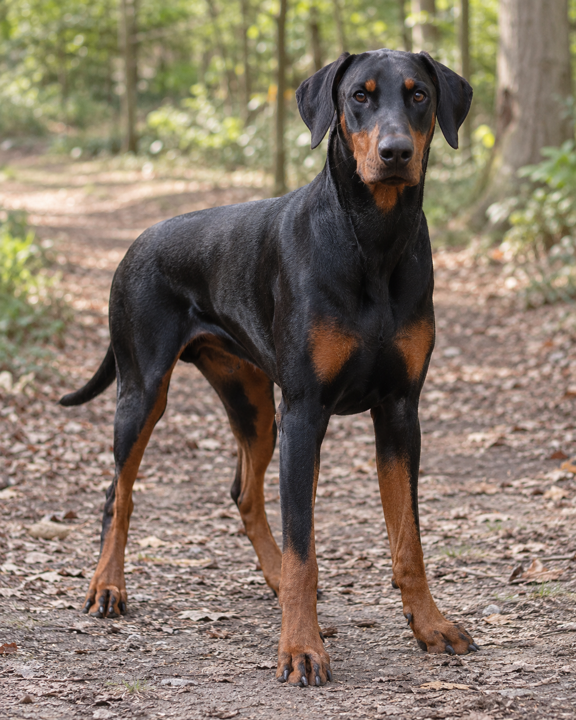 143-dobermann-ai-generated
