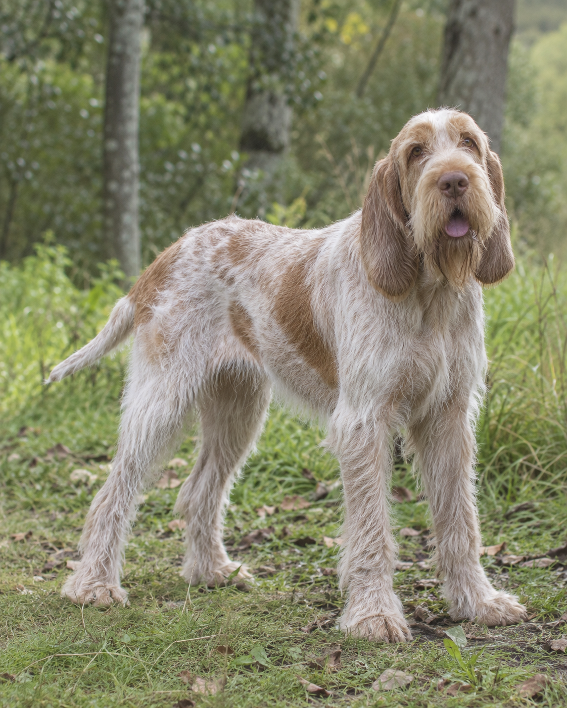 165-italian-spinone-ai-generated