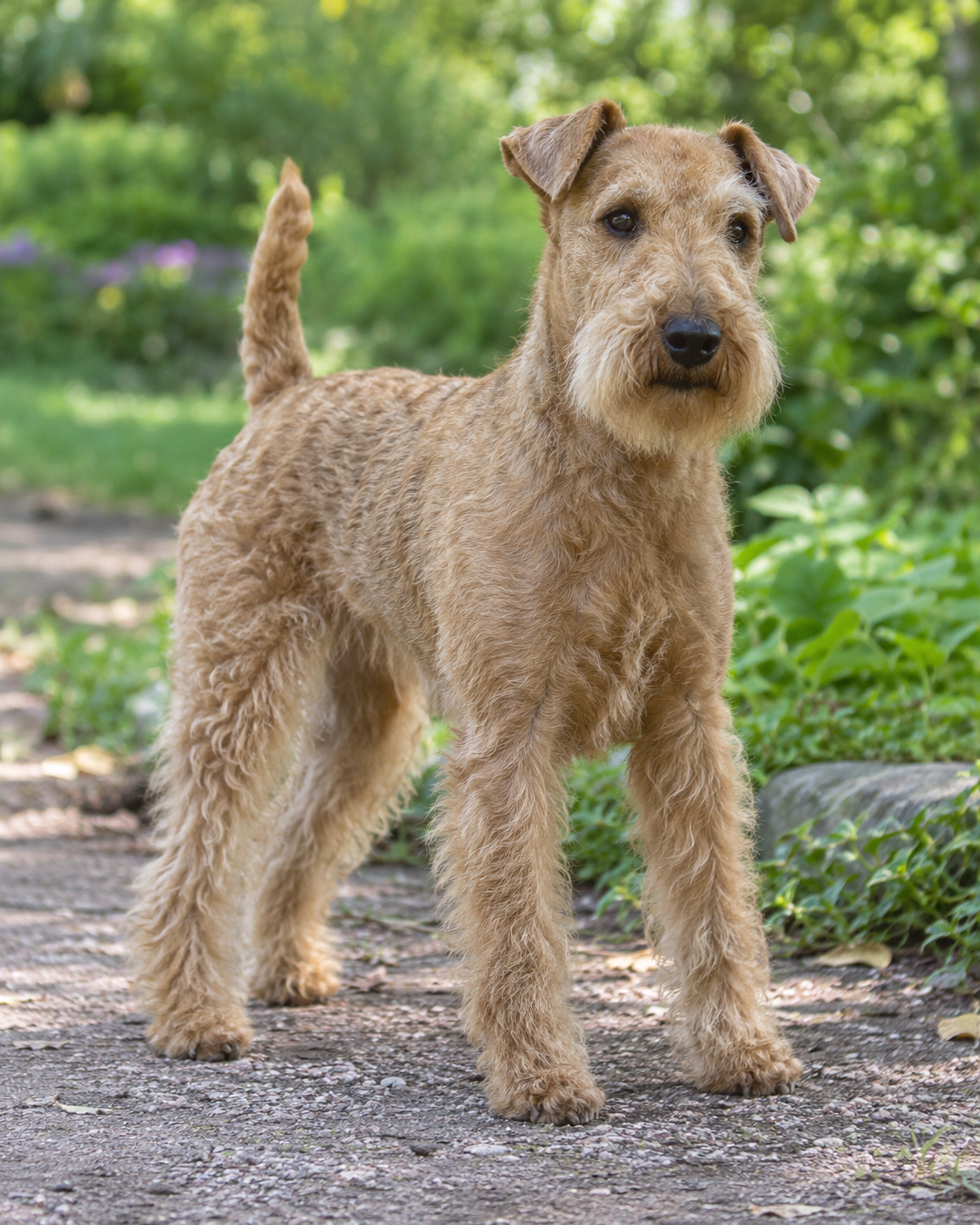 70-lakeland-terrier-ai-generated