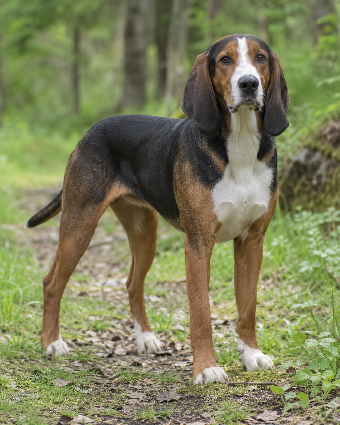 203-norwegian-hound-ai-generated