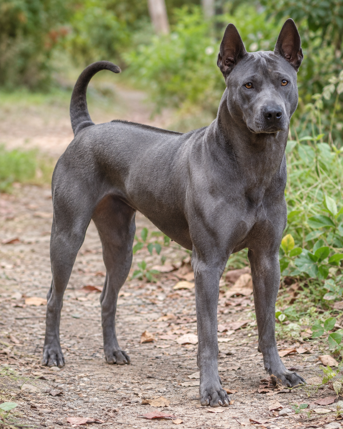 338-thai-ridgeback-dog-ai-generated