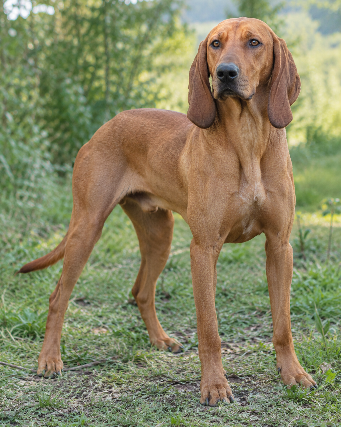 154-posavatz-hound-ai-generated