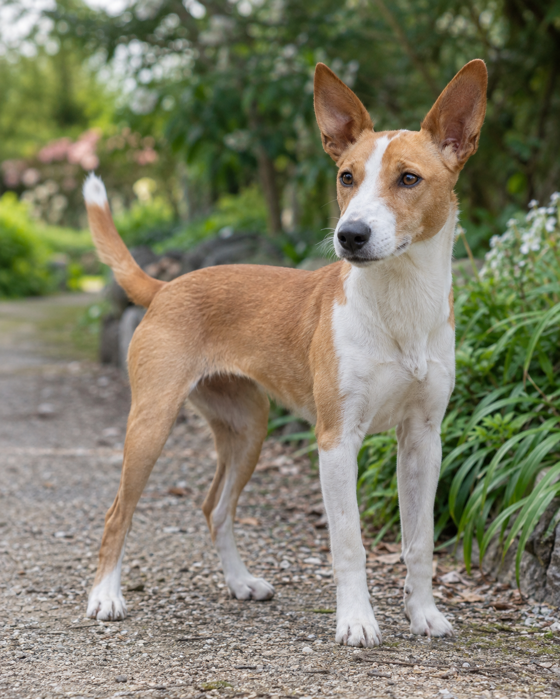 94-portuguese-warren-hound-podengo-ai-generated