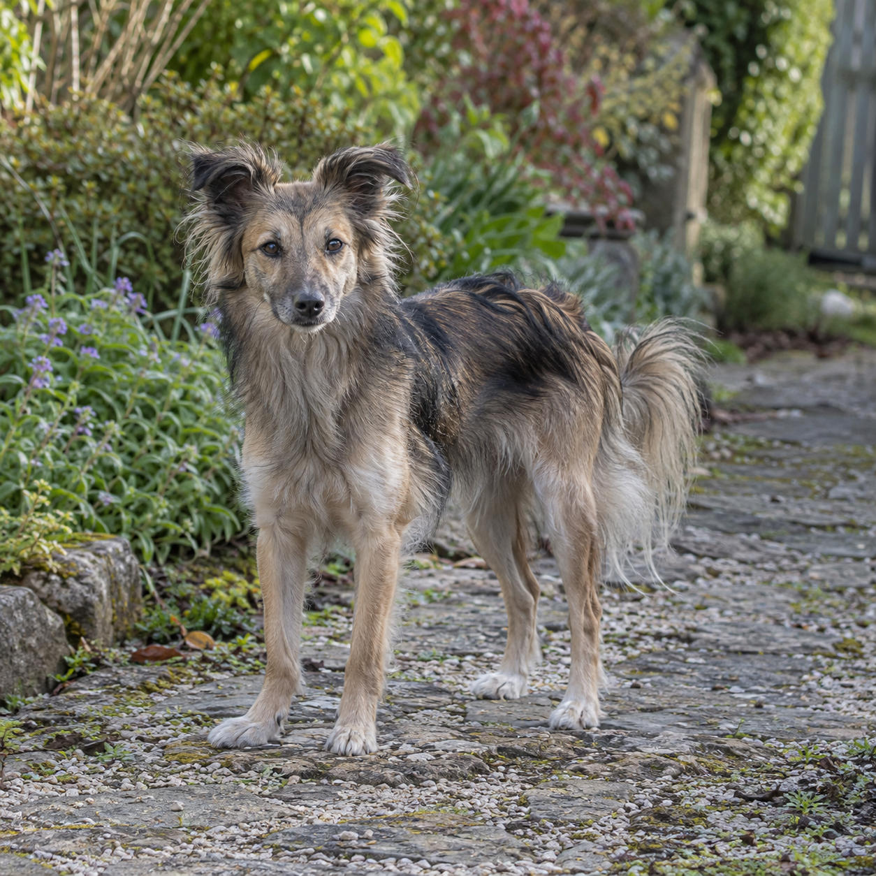 138-pyrenean-sheepdog-smooth-faced-ai-generated