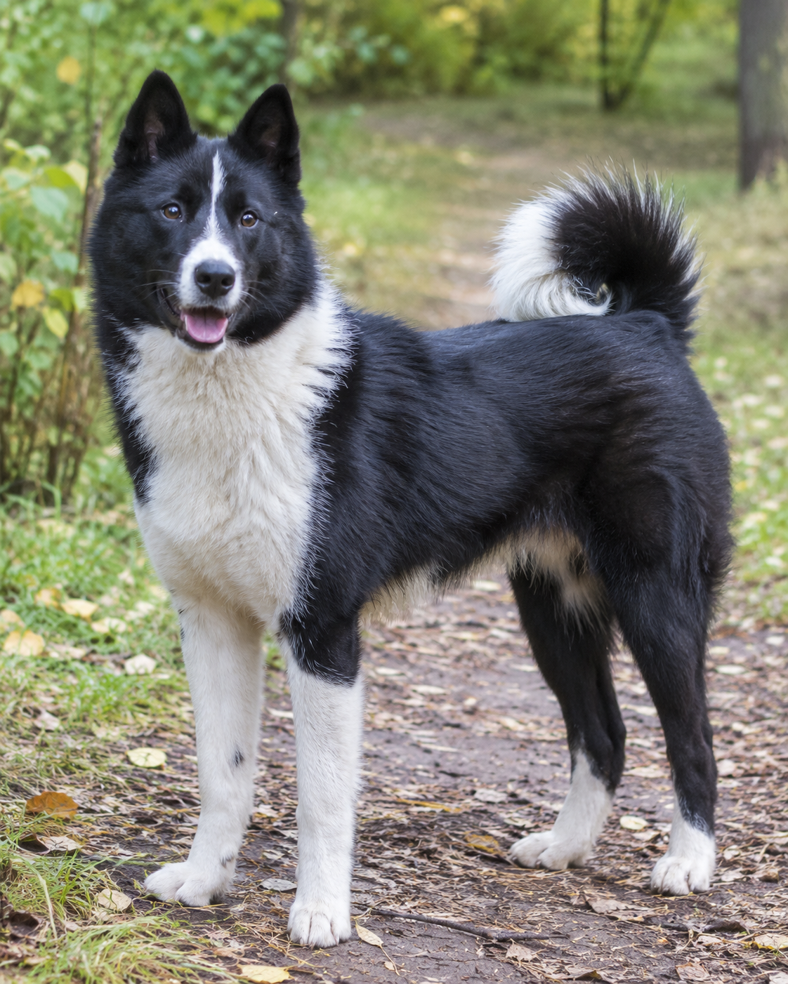 304-russian-european-laika-ai-generated