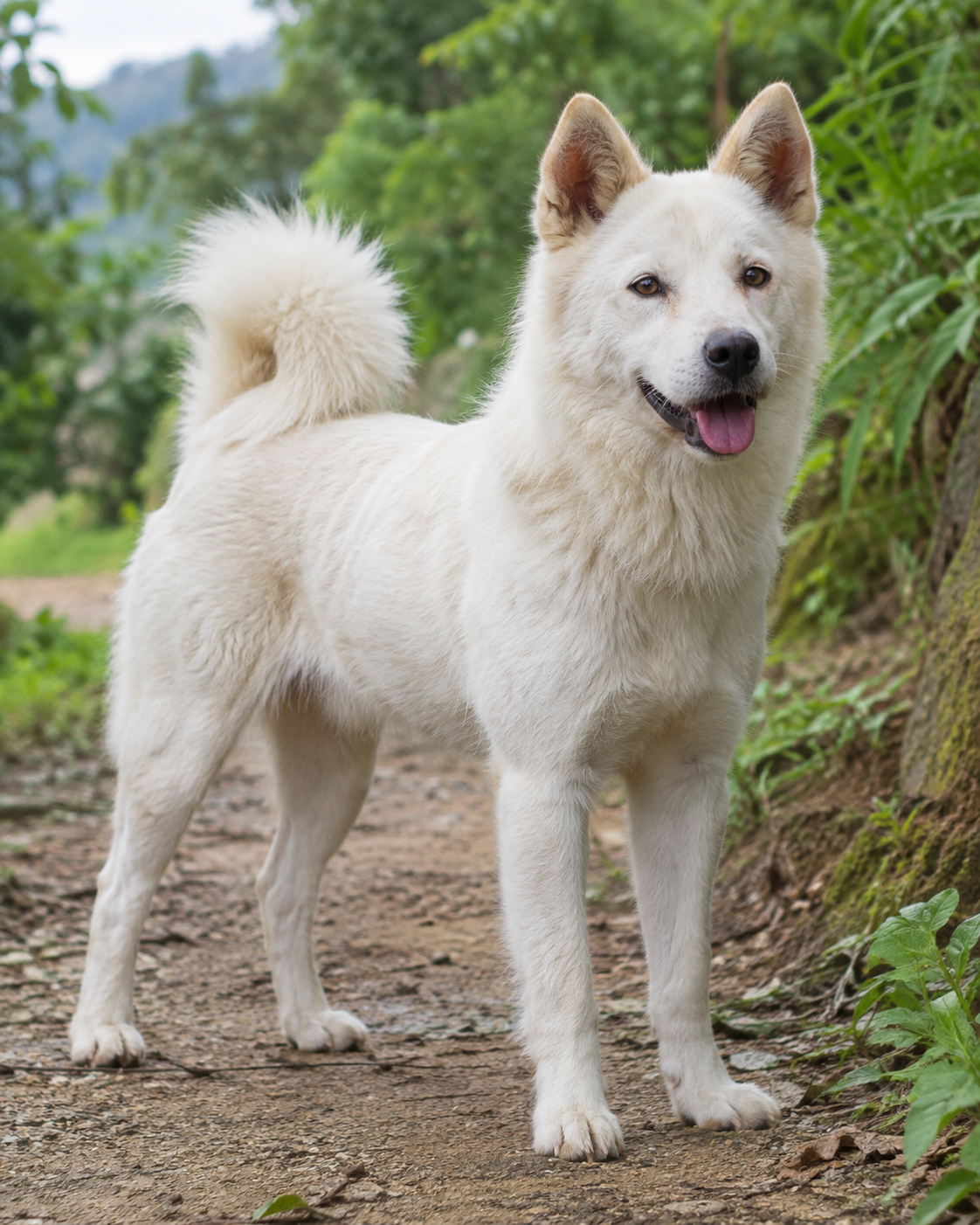 362-kintamani-bali-dog-ai-generated