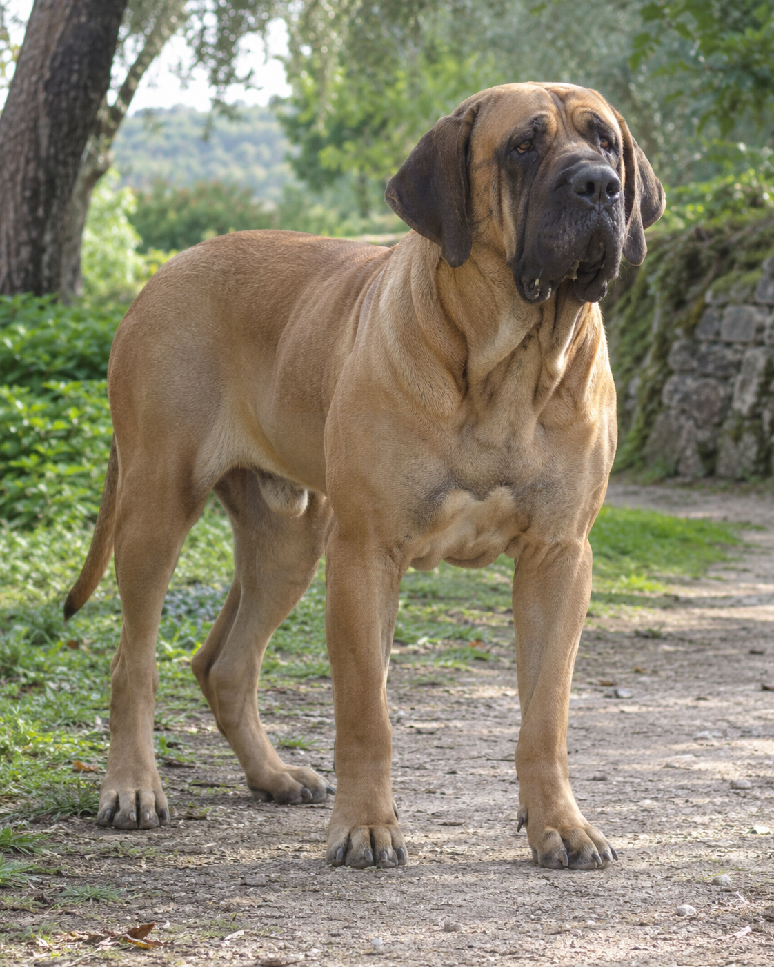 225-fila-brasileiro-ai-generated