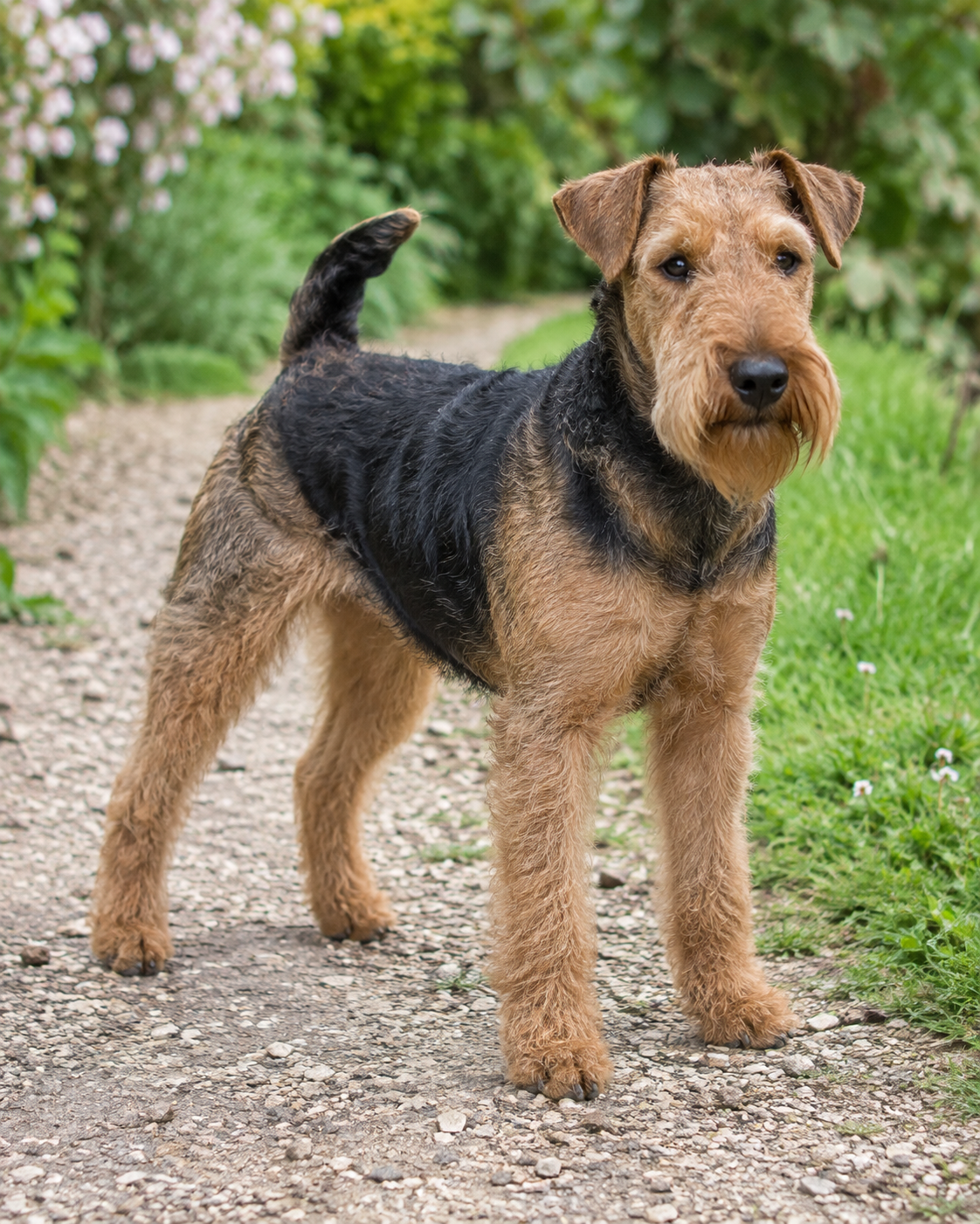 78-welsh-terrier-ai-generated