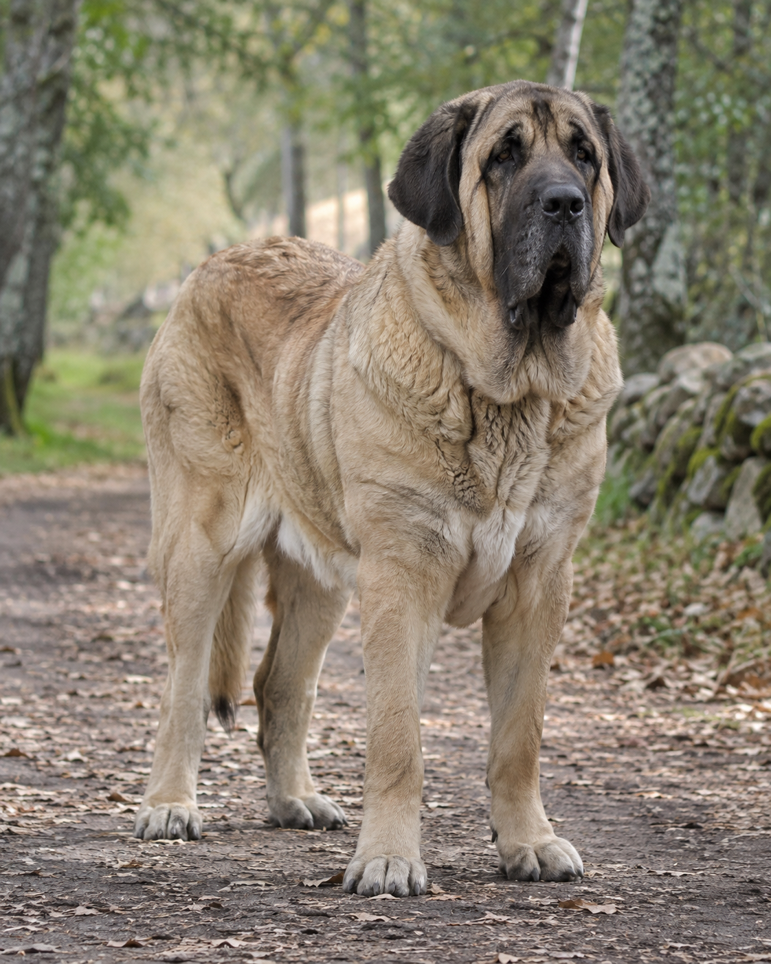 91-spanish-mastiff-ai-generated