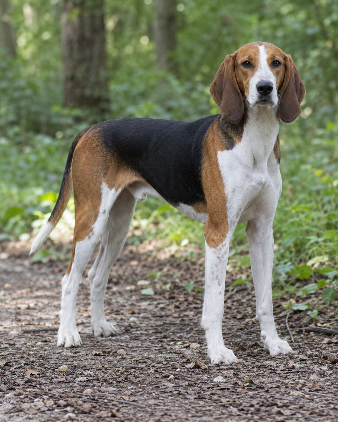 303-american-foxhound-ai-generated