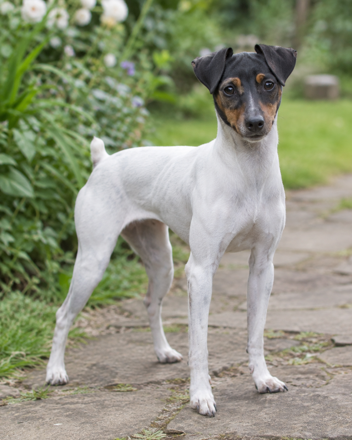 259-japanese-terrier-ai-generated