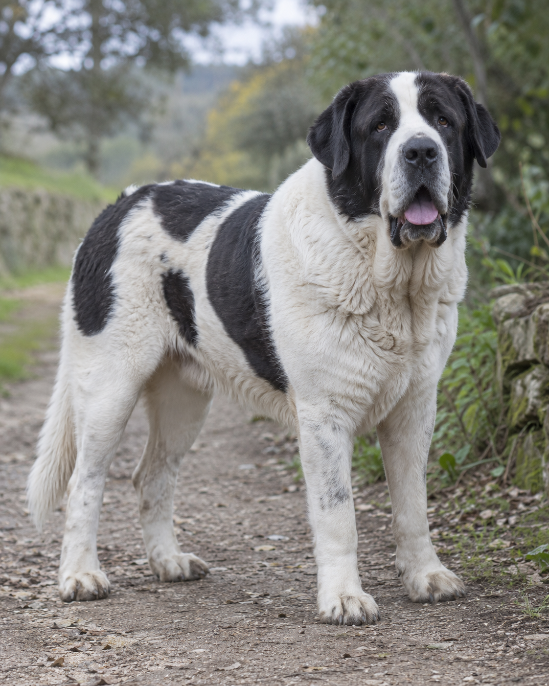 368-transmontano-mastiff-ai-generated