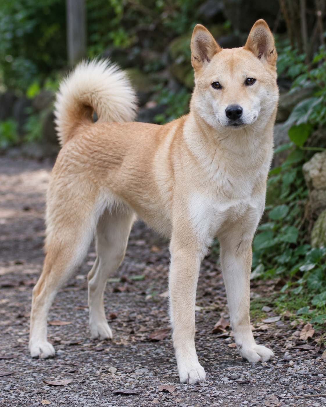 334-korea-jindo-dog-ai-generated
