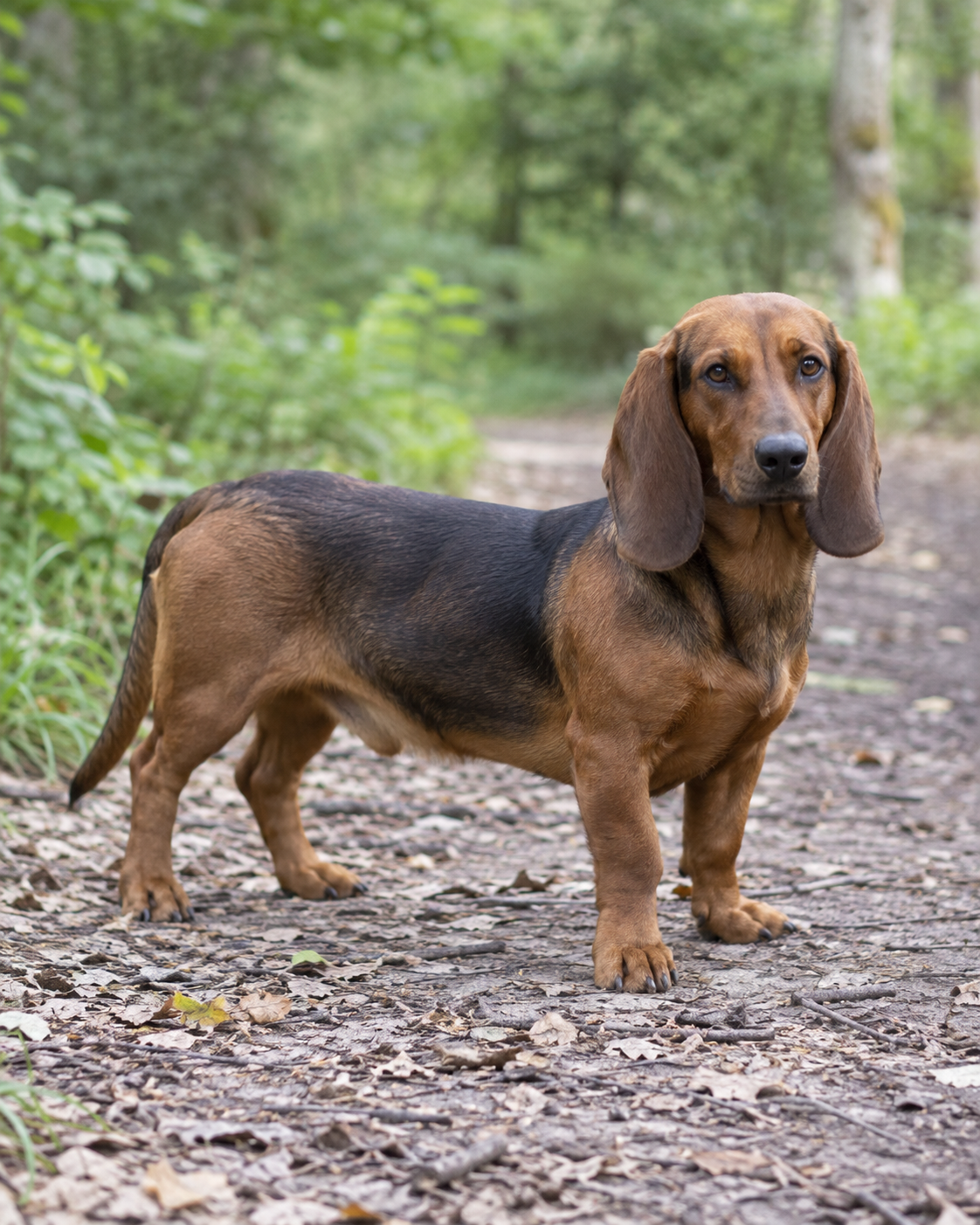 100-westphalian-dachsbracke-ai-generated