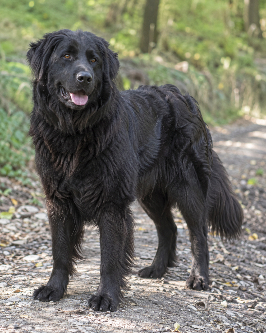 373-romanian-raven-shepherd-dog-ai-generated