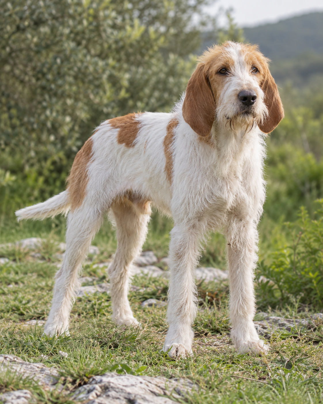 152-istrian-wire-haired-hound-ai-generated
