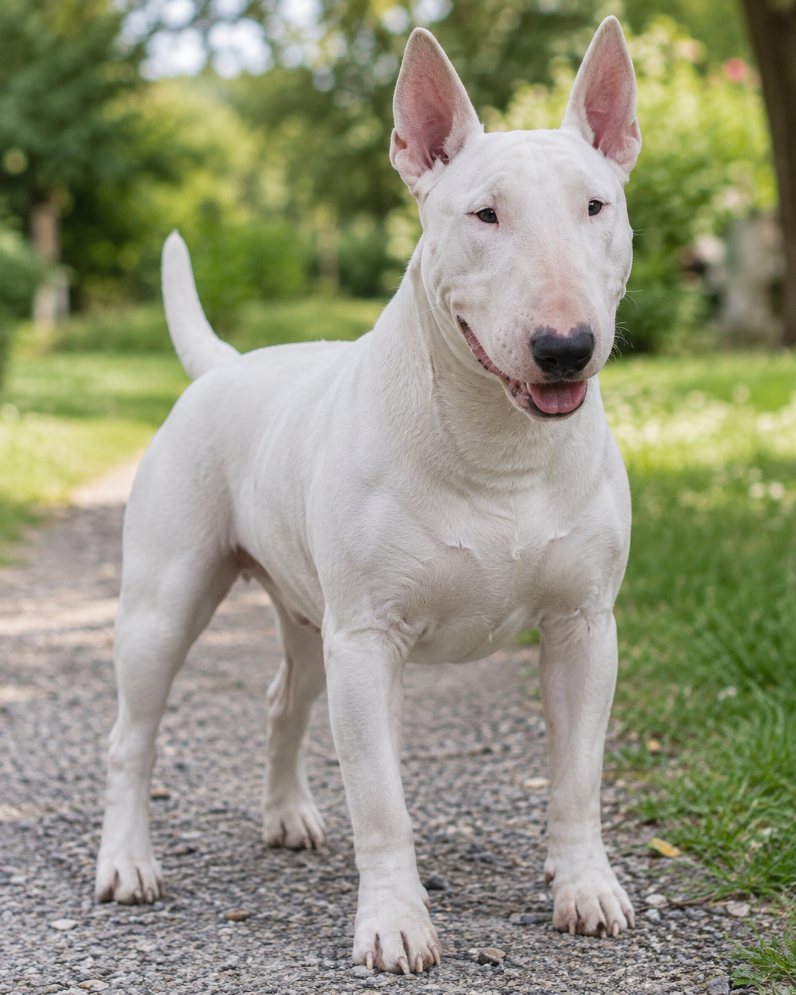11-bull-terrier-ai-generated