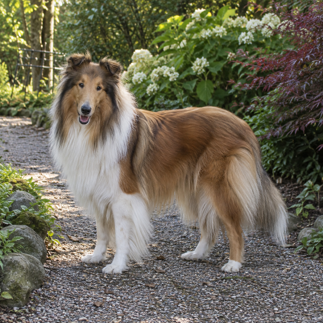 156-rough-collie-ai-generated