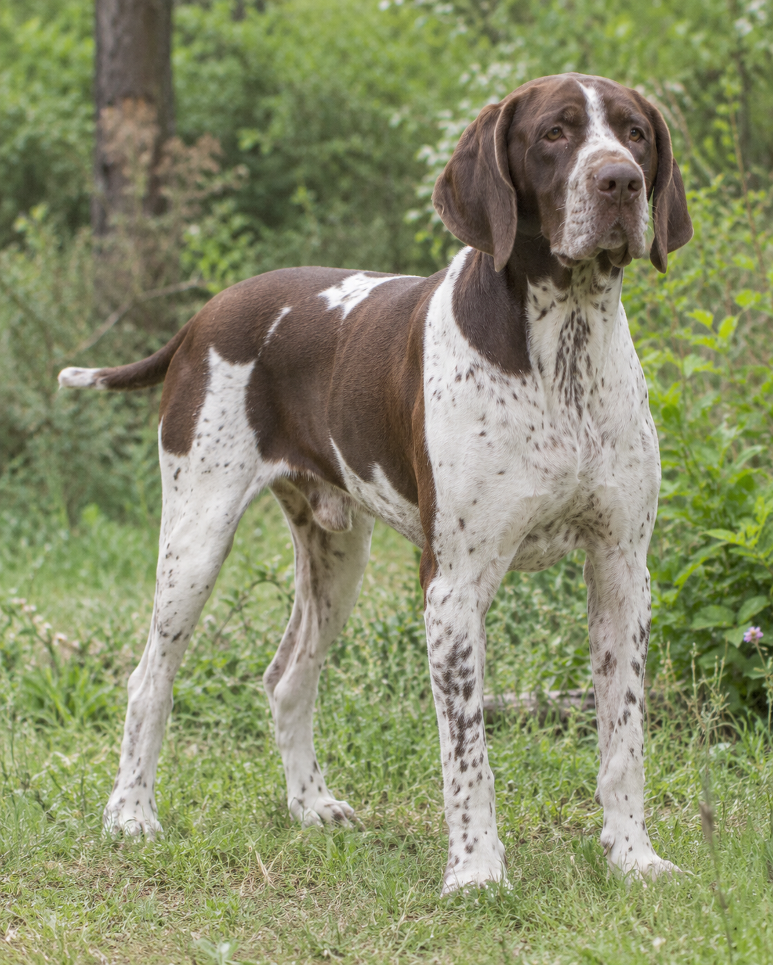 90-burgos-pointing-dog-ai-generated