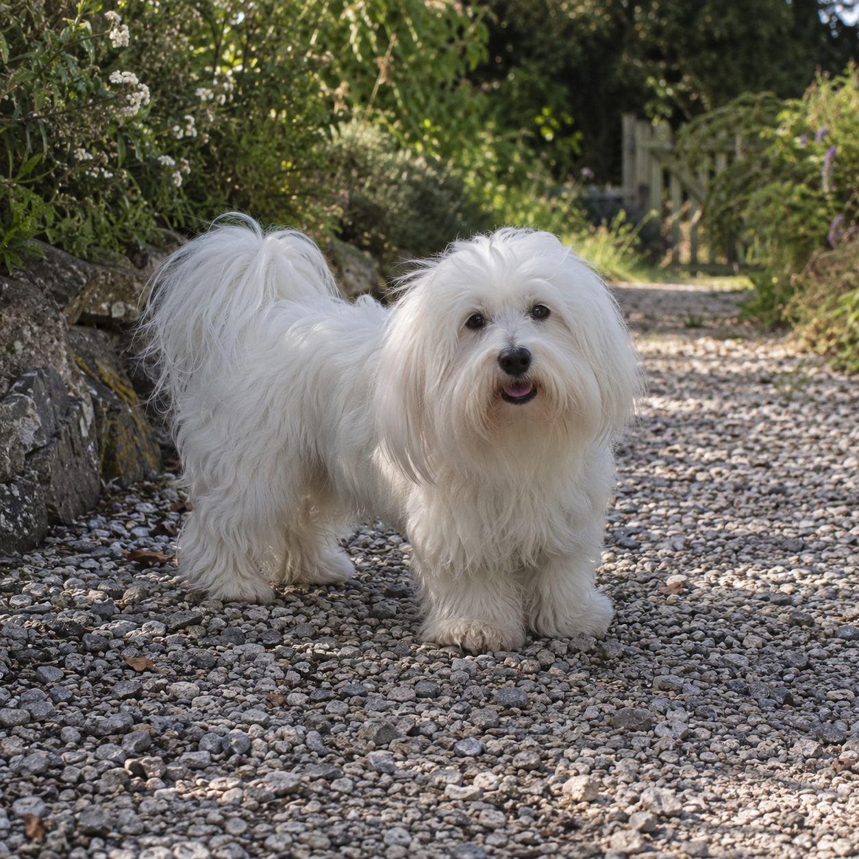 283-coton-de-tulear-ai-generated