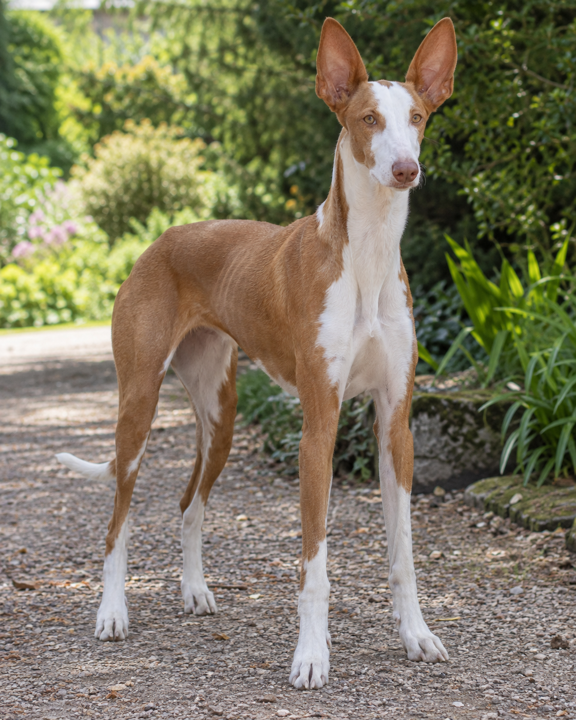89-ibizan-podenco-ai-generated