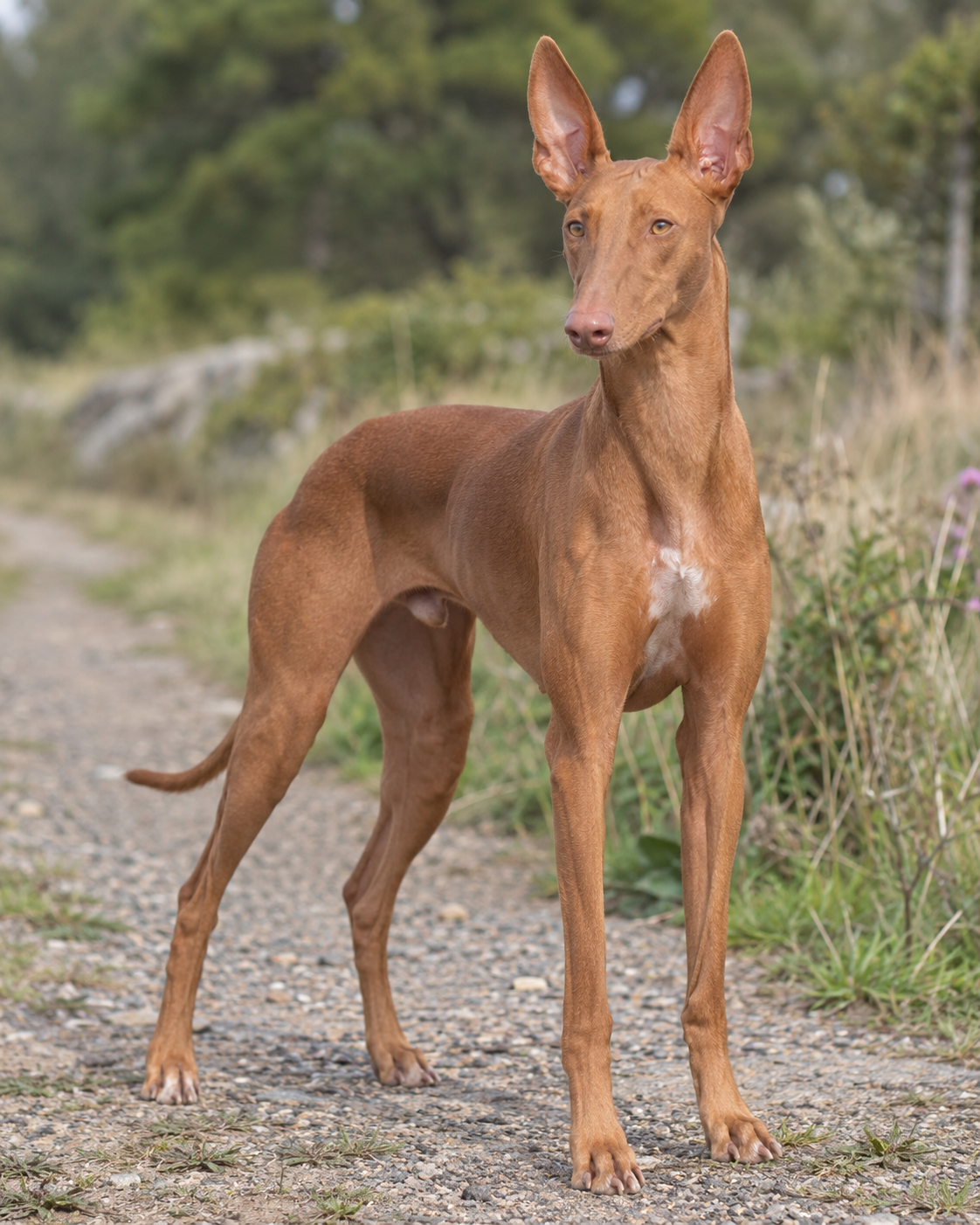 248-pharaoh-hound-ai-generated