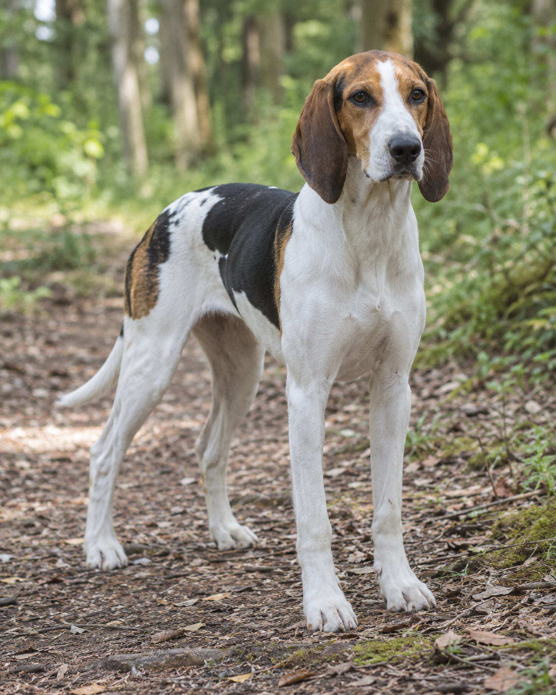 267-halden-hound-ai-generated