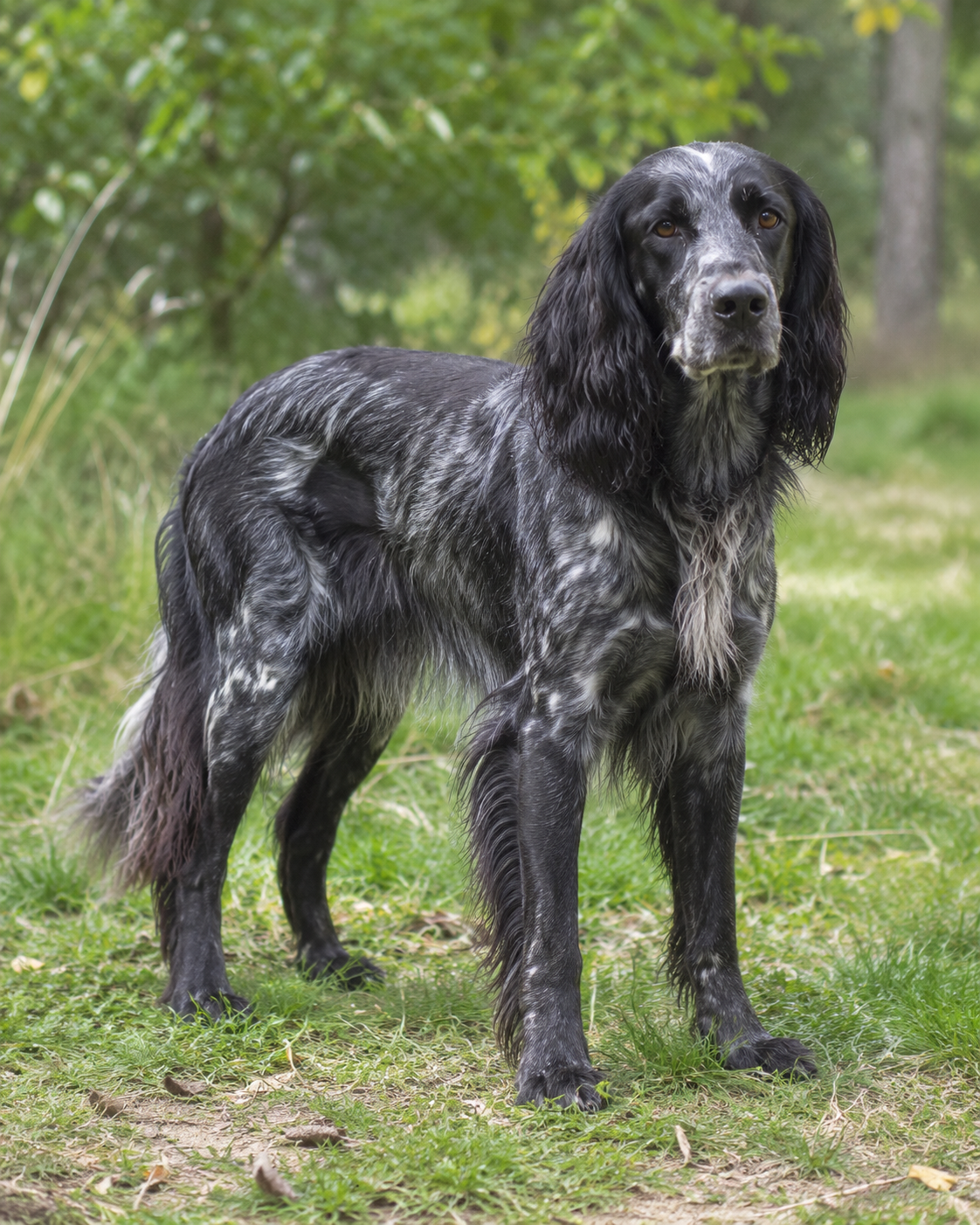 106-blue-picardy-spaniel-ai-generated