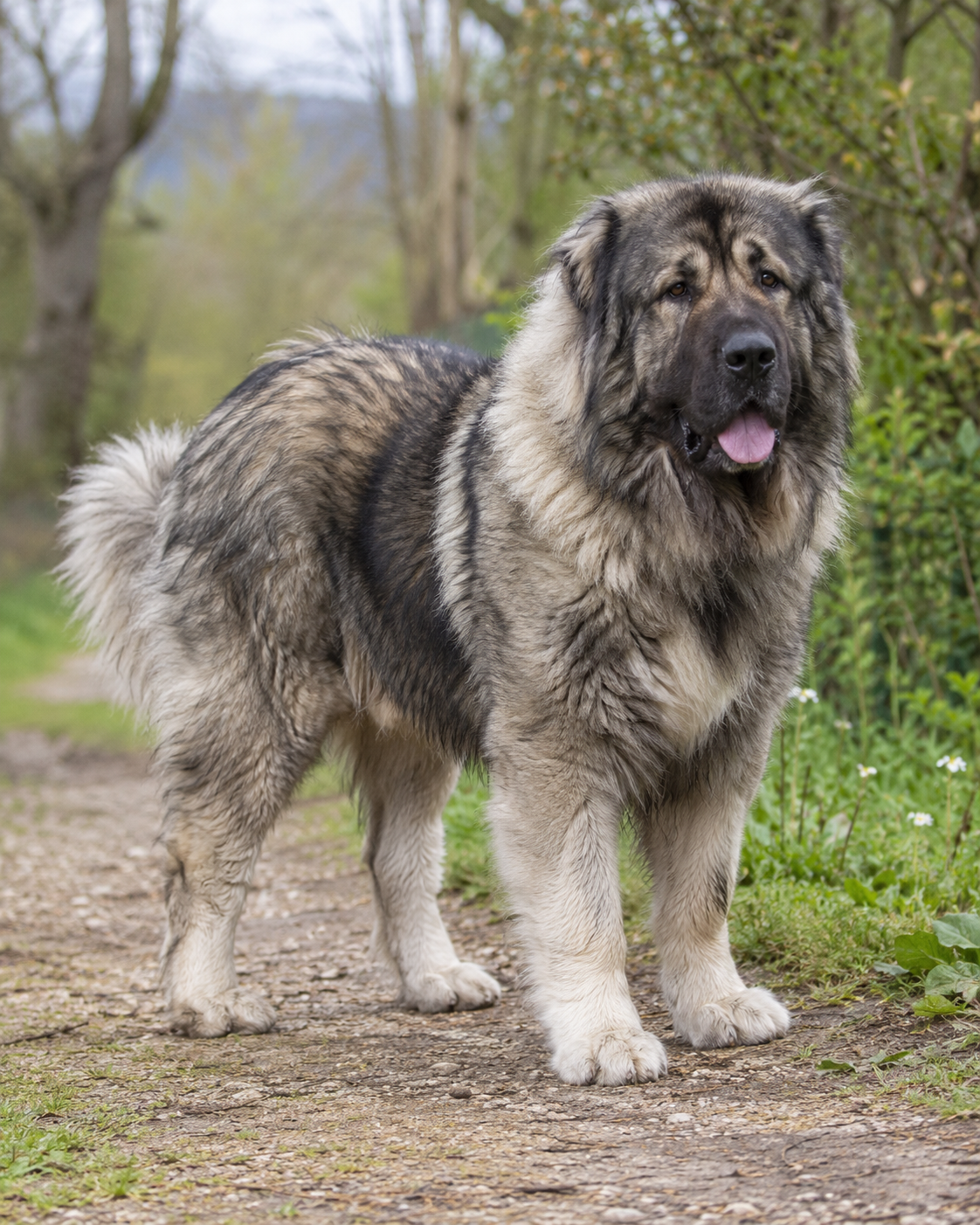 328-caucasian-shepherd-dog-ai-generated