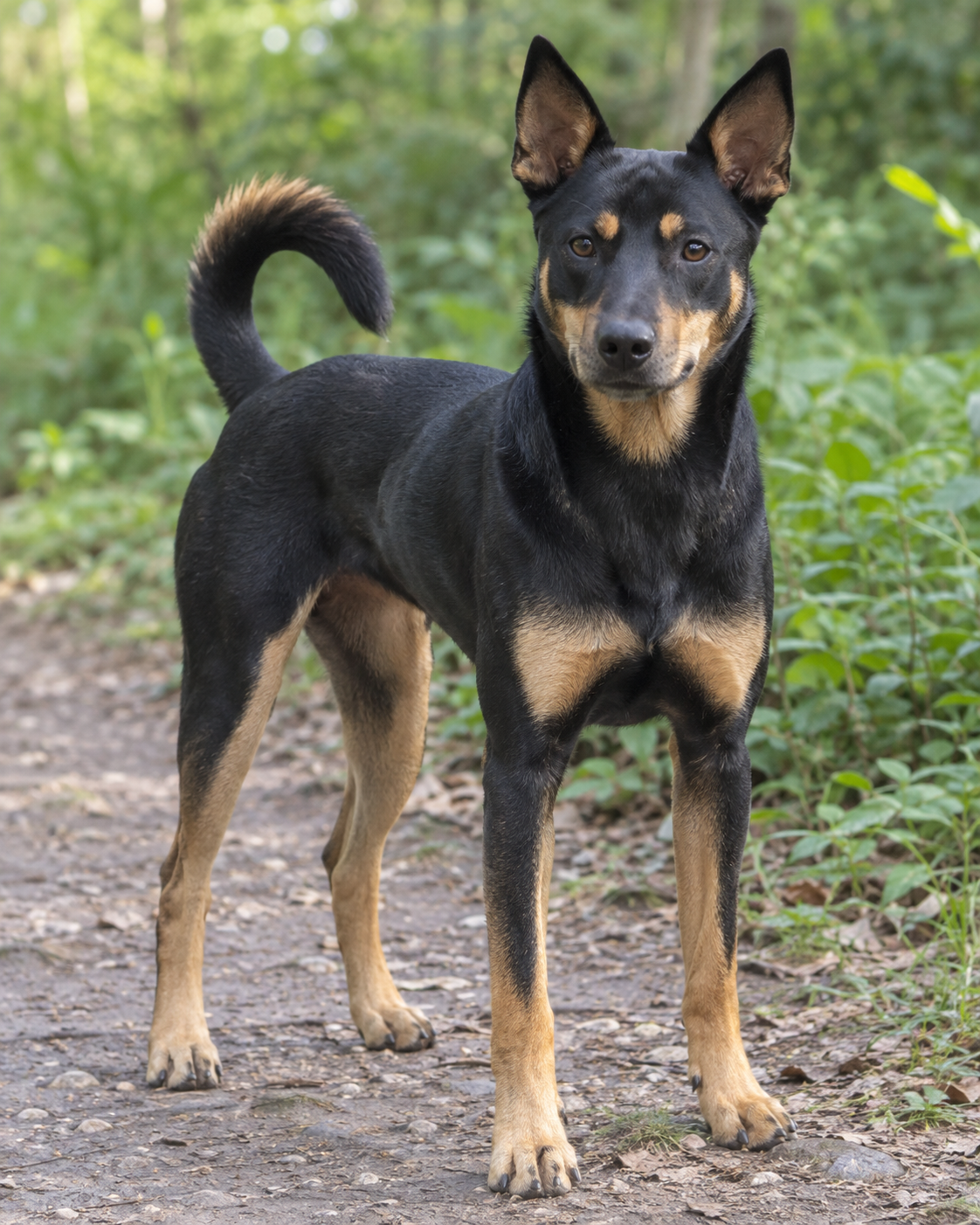 348-taiwan-dog-ai-generated