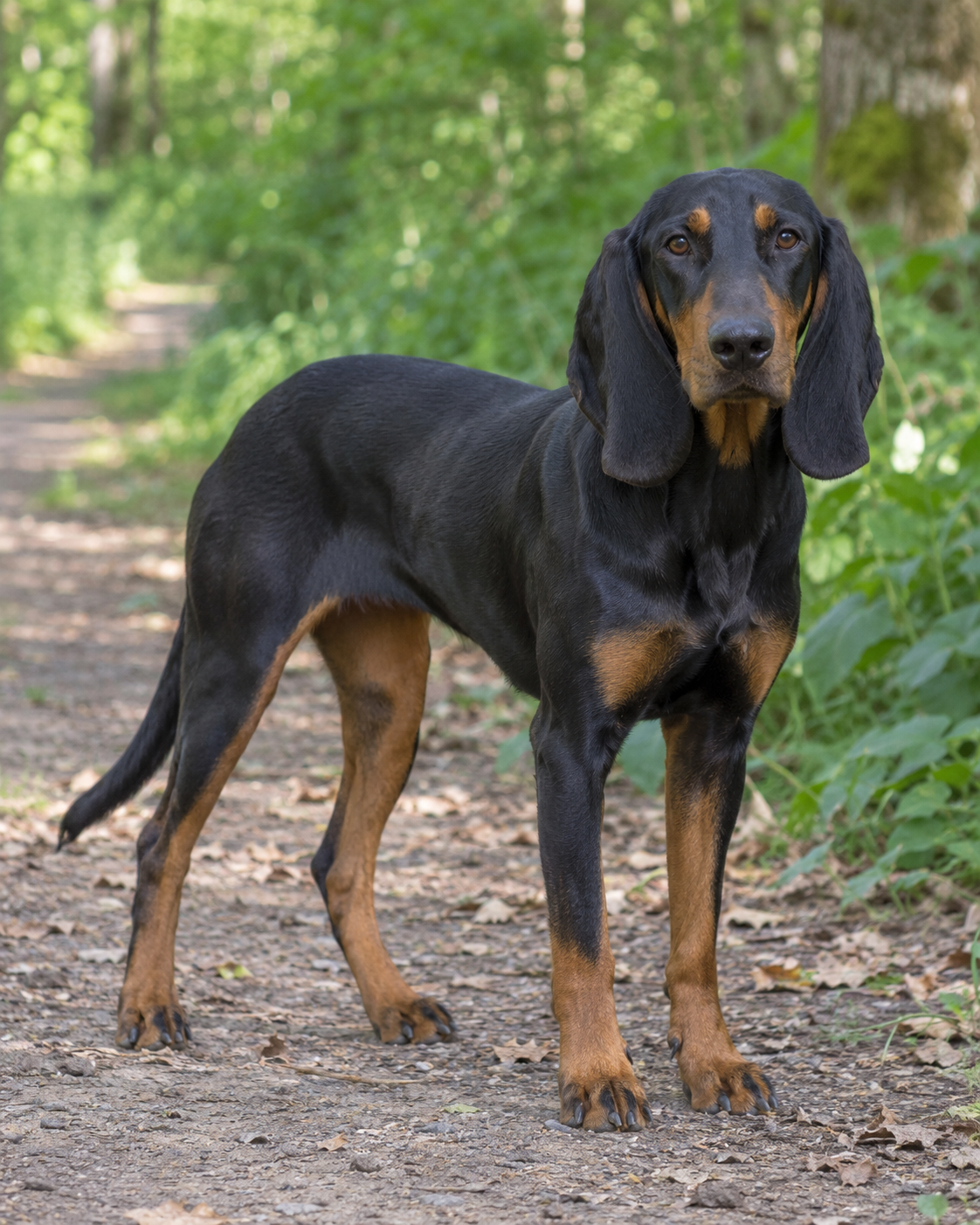 63-austrian-black-and-tan-hound-ai-generated