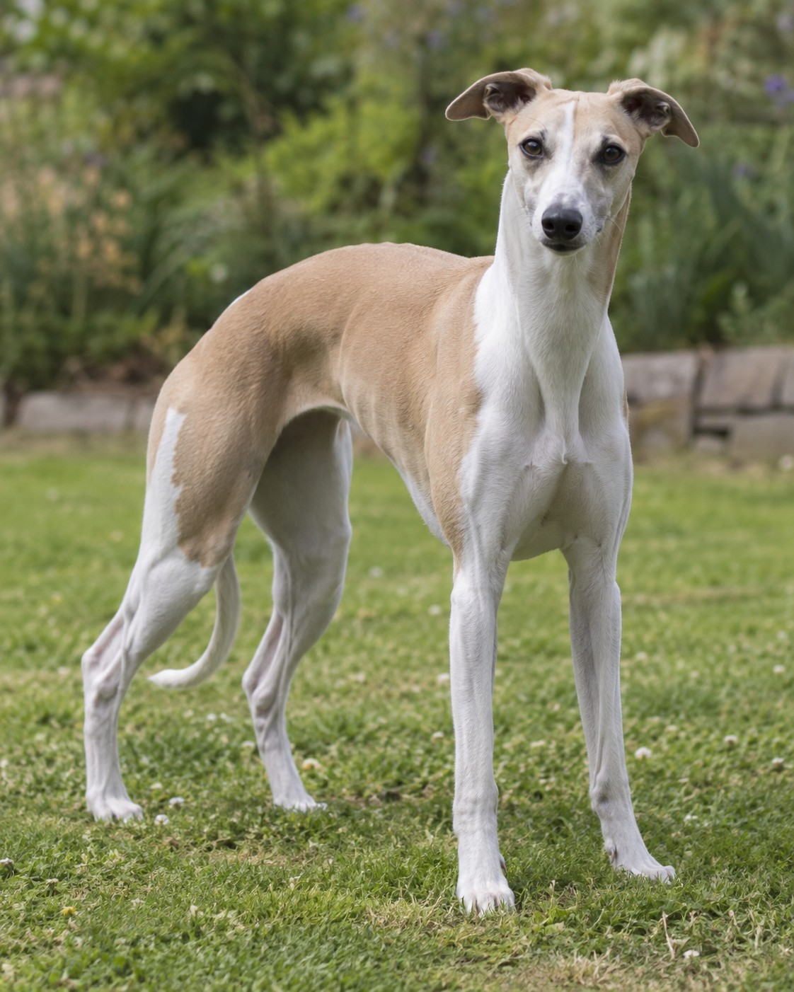 162-whippet-ai-generated