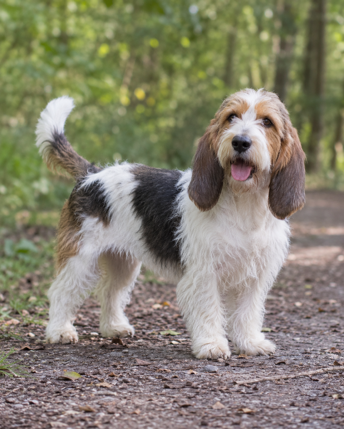 67-petit-basset-griffon-vend-en-ai-generated