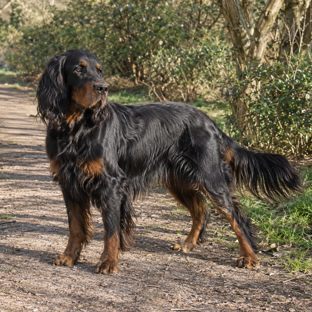 6-gordon-setter-ai-generated