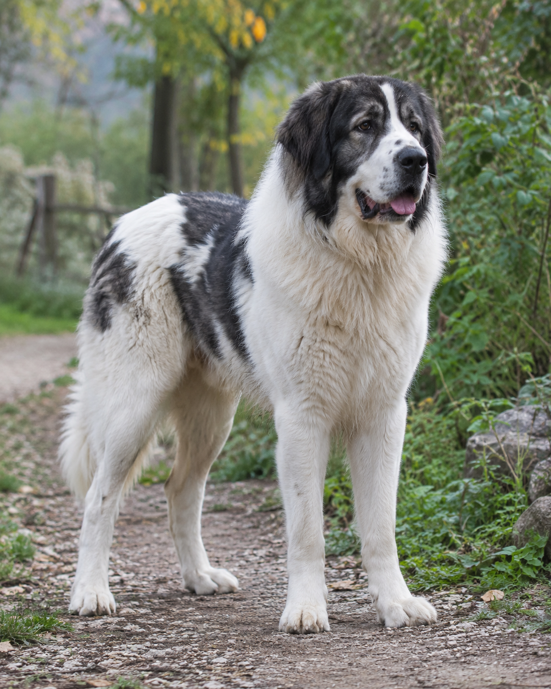 357-romanian-bucovina-shepherd-ai-generated