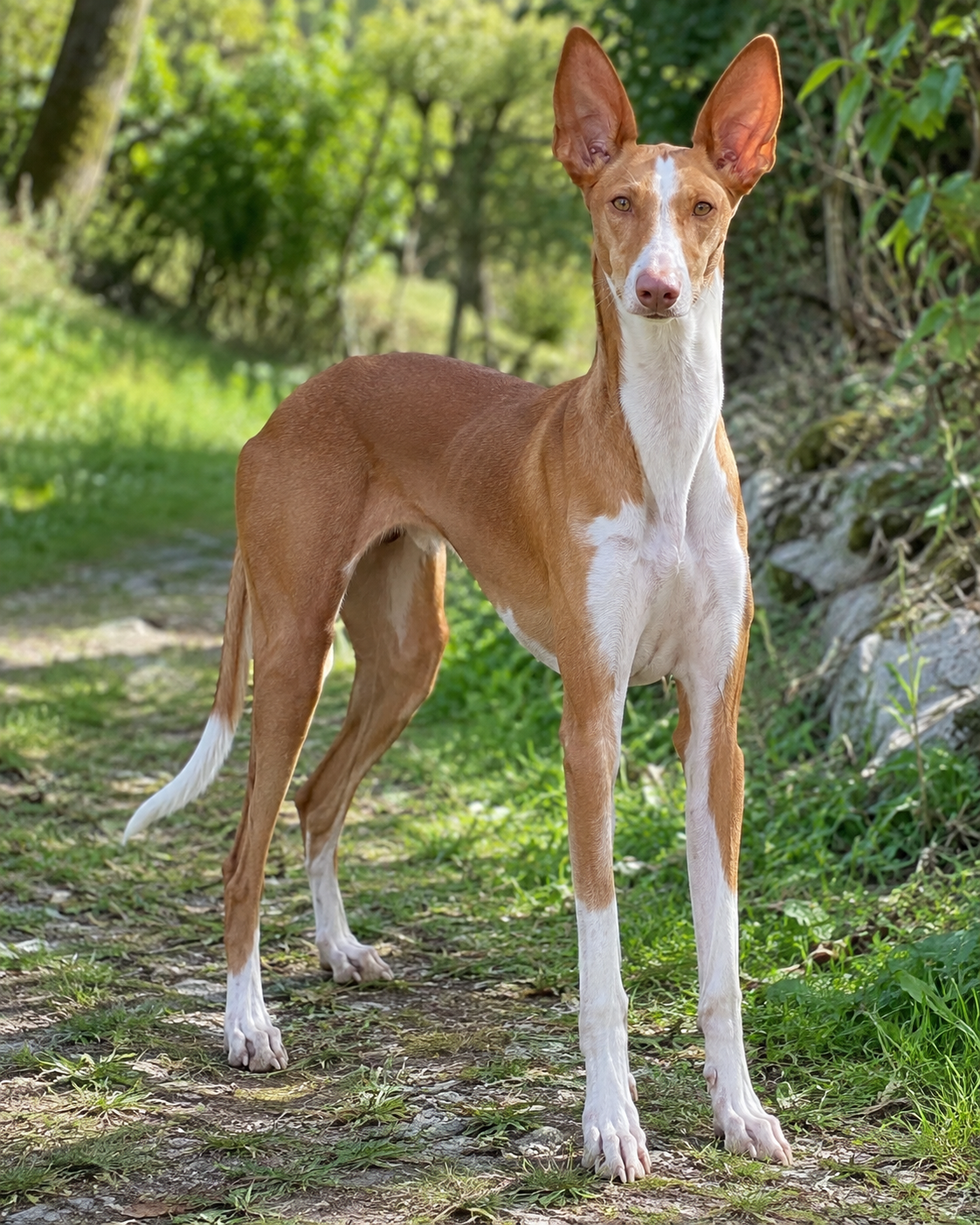 329-canarian-warren-hound-ai-generated