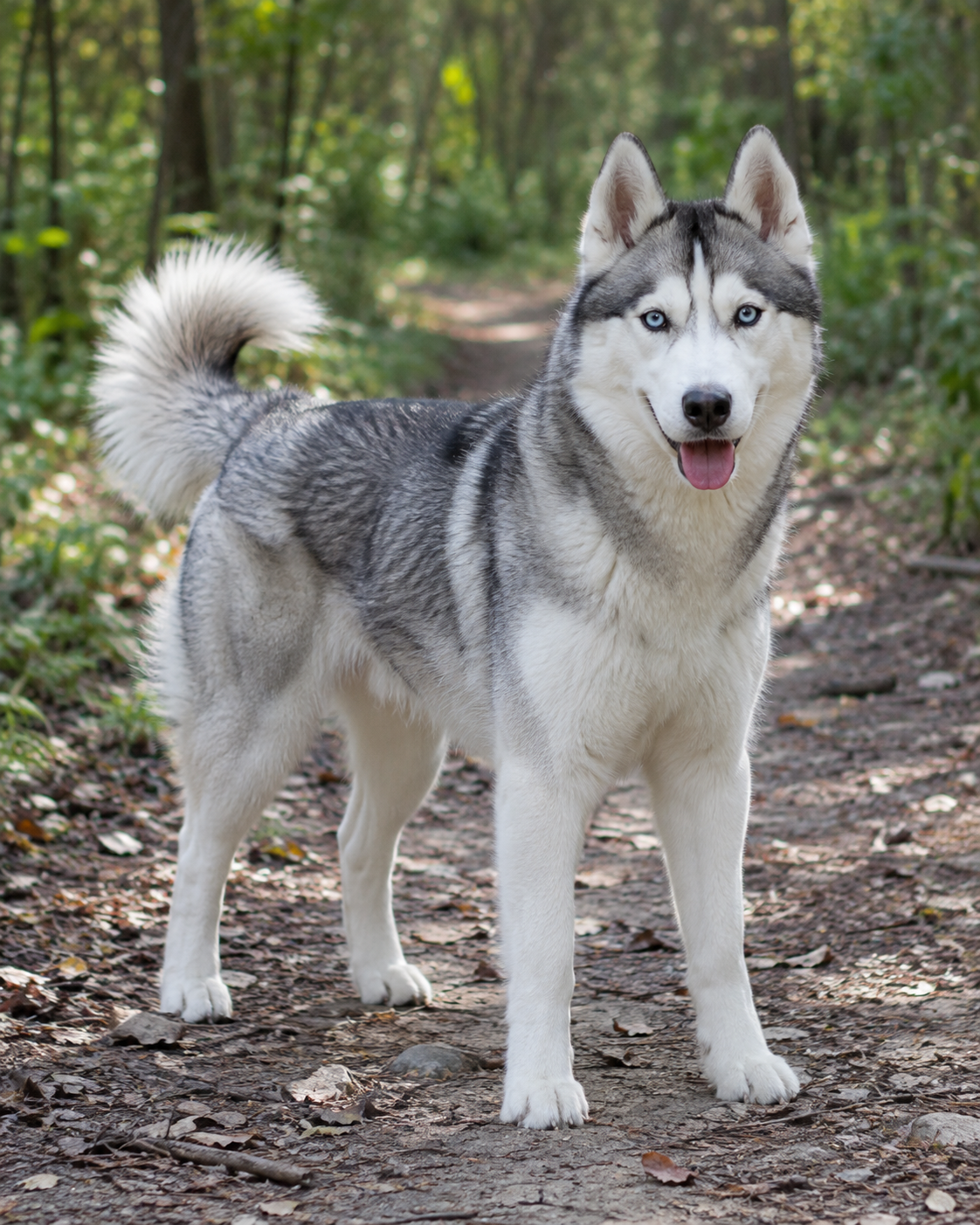 270-siberian-husky-ai-generated
