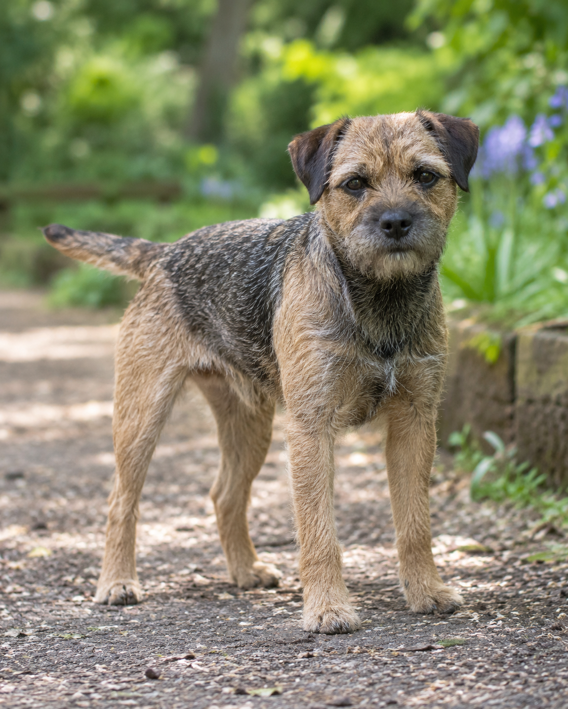 10-border-terrier-ai-generated