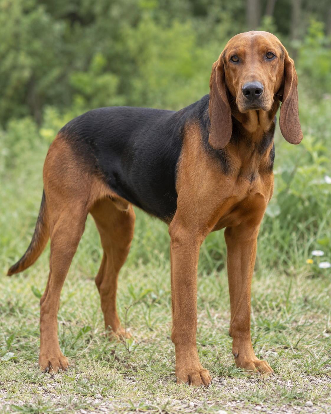 150-serbian-hound-ai-generated