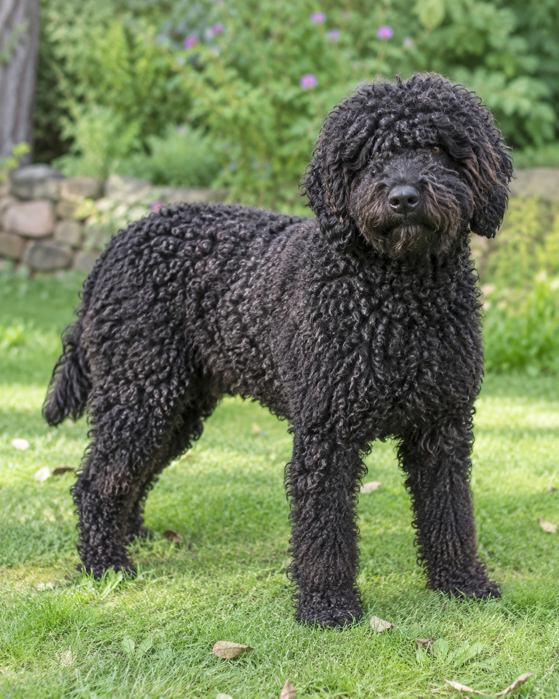 336-spanish-water-dog-ai-generated