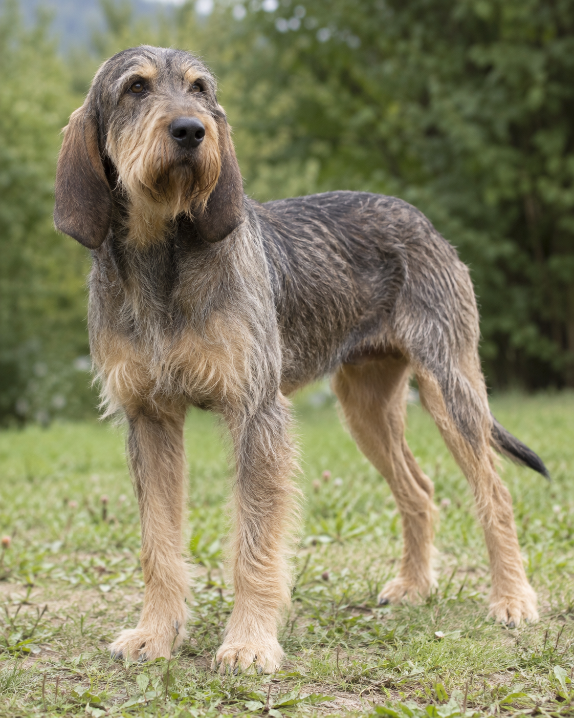 155-bosnian-broken-haired-hound-barak-ai-generated