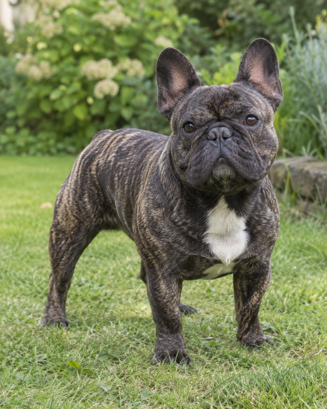 101-french-bulldog-ai-generated