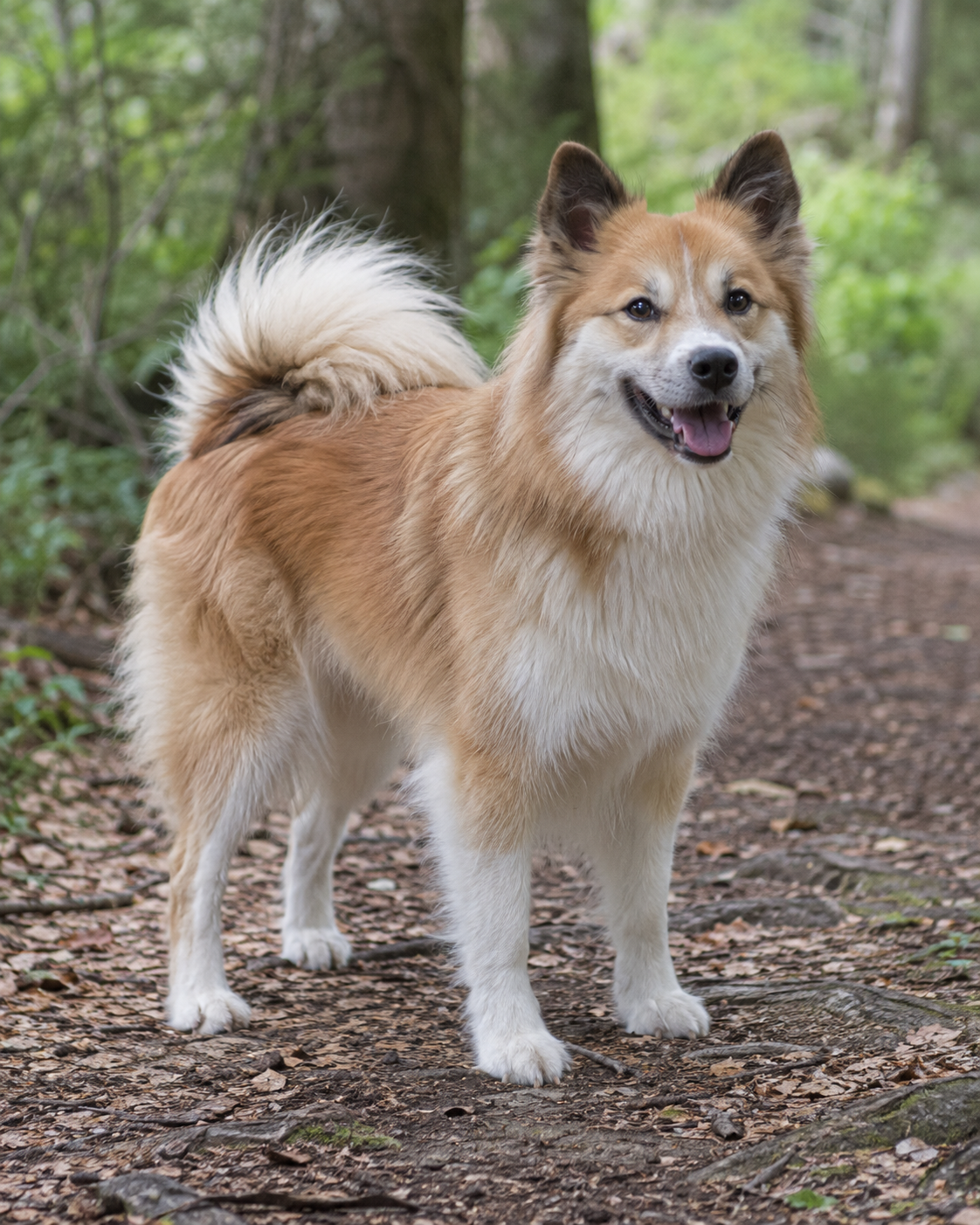 289-icelandic-sheepdog-ai-generated